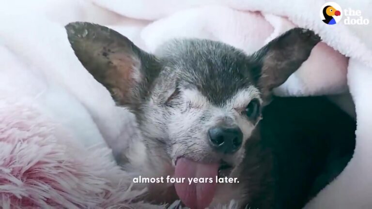 California Woman Adopted A Tiny Senior Dog Expecting A Short Goodbye, But Four Years Later She Is Left Stunned