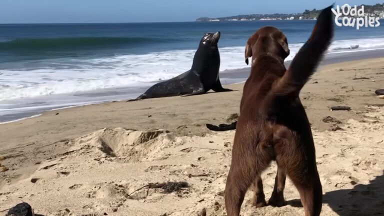 California Dog Who Loves The Ocean Gets A Regular Visitor On The Beach, And Their Two-Year Routine Leaves His Owner Amazed