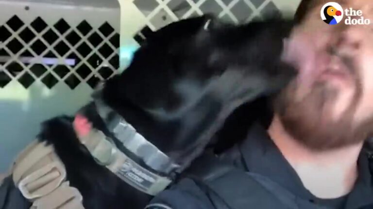 Working K9 Raider Spends Her Days Helping A Texas Officer, But Her Off-Duty Friendship With Mattis Steals The Show