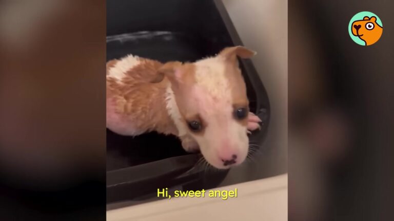 Connecticut Woman Rushed To Help Puppies Found Crying In A Barn, Unaware Of What The Tiniest One Was Facing