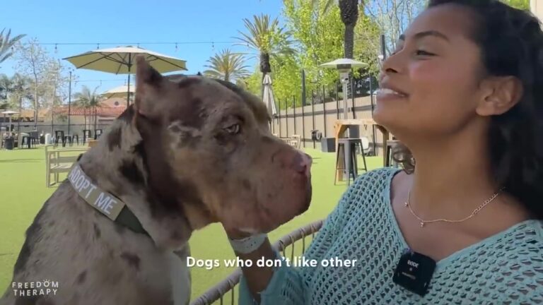 California Dog Overlooked By Adopters Gets An Entire Park Rented Just For His Therapy Day