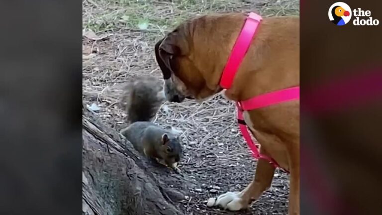 California Shelter’s Longest Resident Didn’t Like People, But One Tiny Backyard Creature Changed Her Heart