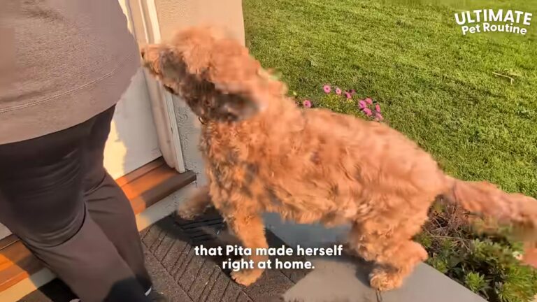 California Dog Keeps Showing Up At One Door, And Soon She Isn’t Knocking Alone