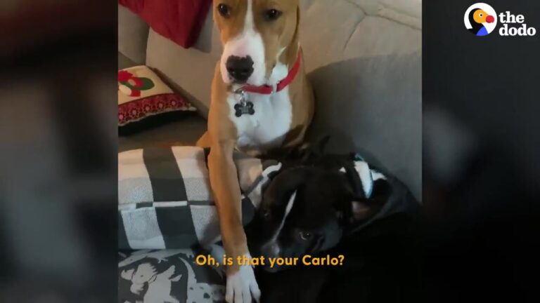 Ohio Stray Was Terrified Of His New Home Until Another Dog Showed Him Something Unexpected
