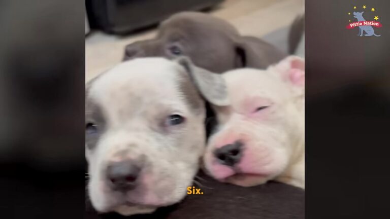 Arizona Thanksgiving Rescue Starts With Nine Tiny Puppies, Their Frantic Mother And A Forgotten Senior Spending His 13th Year On A Chain