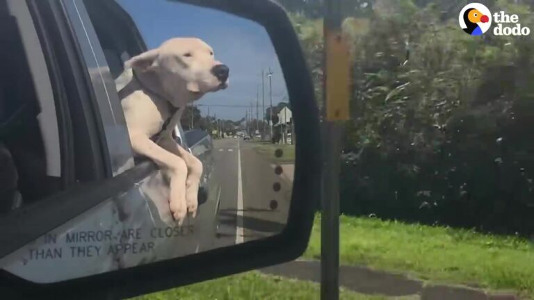 Weak White Florida Dog Refused To Eat Until His Family Offered Him Something He Couldn’t Resist