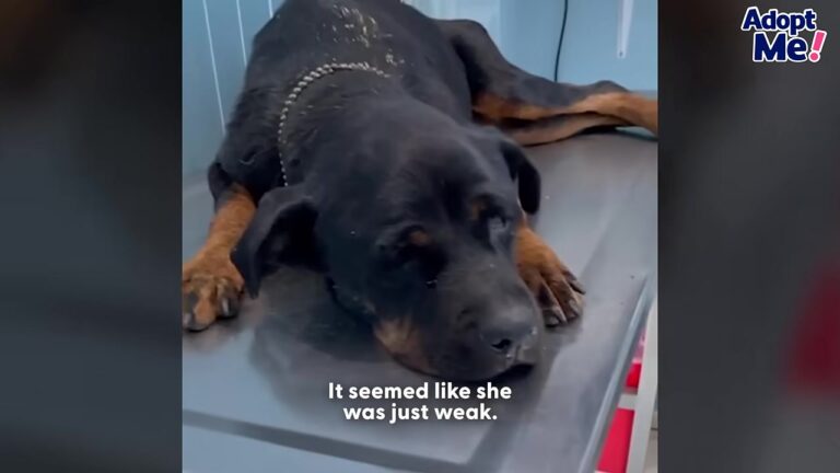 Before This Dog Could Reach California, Rescuers Had To Get Her Out Of A Dangerous Canal