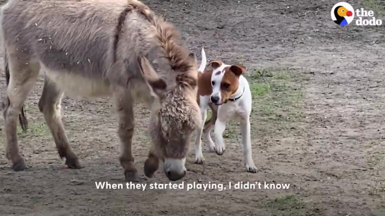 Texas Pit Bull Meets A Rehomed Donkey Supposedly Wary Of Dogs, And Their Instant Connection Is Beautiful