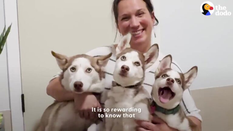 Texas Stray Husky Leads Rescuers To His Family, And A Heartbreaking Scene Turns Into A Beautiful Reunion