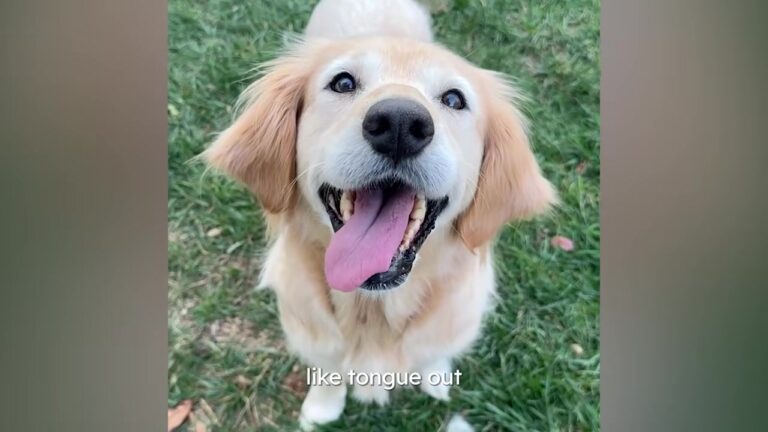 North Carolina Dog Was Discarded After Nearly A Decade Of Breeding, Then Her Rescuer Noticed Something