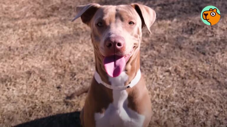 Arizona Dog Chased A Cat Under A Parked Car, But Rescuers Couldn’t Believe Where She Ended Up