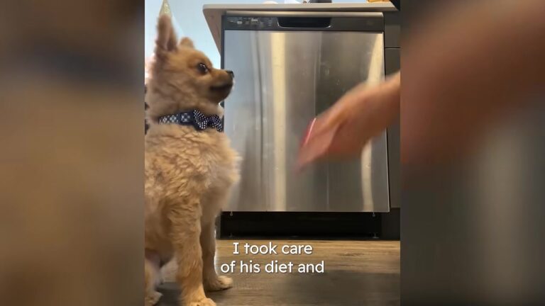 New Jersey Woman Never Expected A Shaved Dog At A Holiday Party To Lead To An Even Bigger Surprise