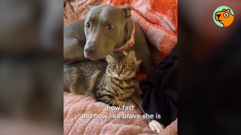 Illinois Shelter Volunteer Adopts An Overlooked Pit Bull, Then Discovers What Happens When She Meets A Brave Kitten