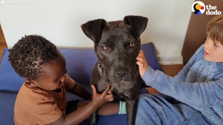 Texas Neighbors Refuse To Ignore Starving Dog, Even When They Can’t Afford To Feed Her