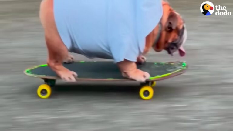 California Dog Discovers A Surprising Hobby And Now Refuses To Go To Bed Without His Board