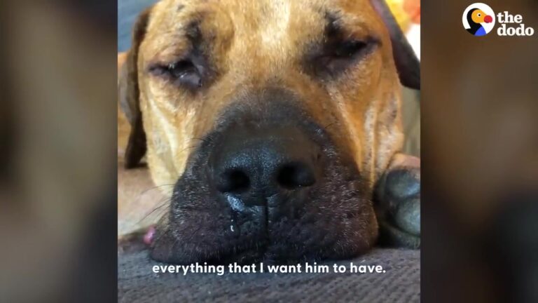 Texas Dog Who Spent Four Years On A Chain Still Trembles When The World Feels Too Big