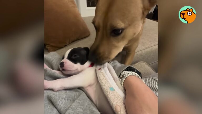North Carolina Woman Helps A Young Foster Dog Through An Unexpected Birth, Then Notices Who’s Caring For Her Puppies