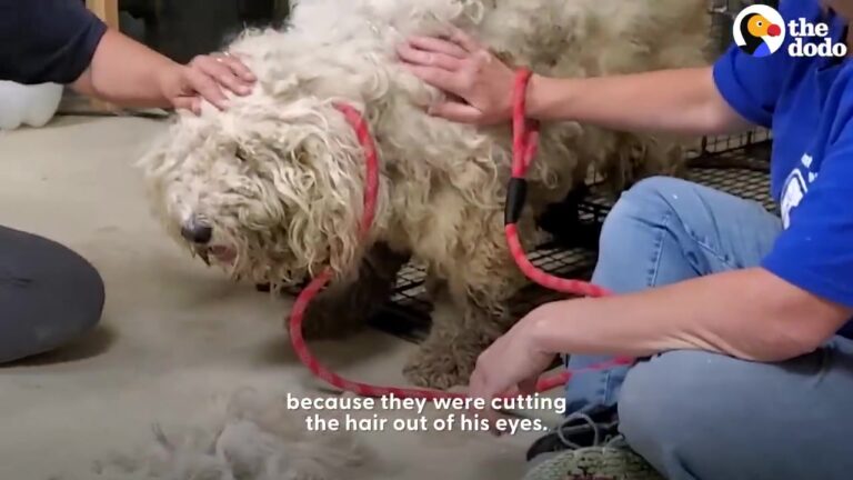 Texas Rescuer Spends Days Following A White Stray Dog And Discovers Why Catching Him Is So Difficult