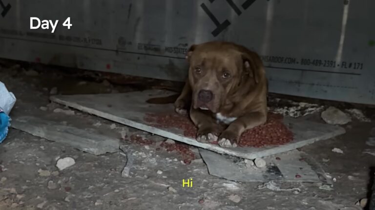 Texas Woman Spends 13 Days Earning An Abandoned Dog’s Trust, Then Finds A Stranger Waiting In Her Garage