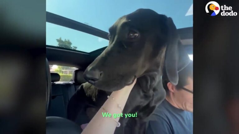 California Couple Finds A Puppy Hiding In A Deserted Area, Then A Zoom Call Leads To An Unexpected Journey