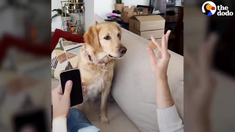 California Dog’s Simple Playdate With Another Golden Retriever Grows Into Something Her Dad Never Expected
