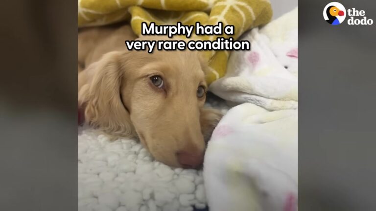 Texas Dog Suddenly Loses His Spark And Keeps His Eyes Shut, But Vets Discover Something Unexpected In His Brain