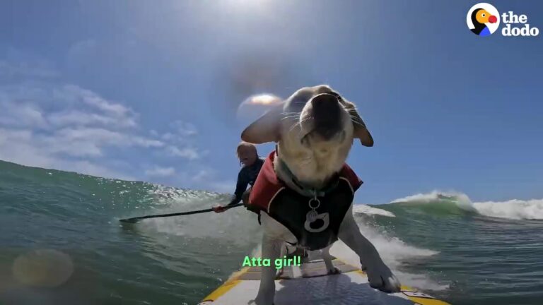 California Dog Follows Her Dad Into The Ocean And Reveals A Hidden Talent That Leaves Everyone Stunned