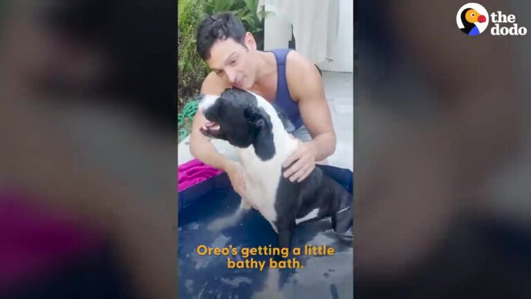 Two Neglected Dogs Are Rushed From A Texas Front Yard, And One Soon Begins An Incredible Transformation