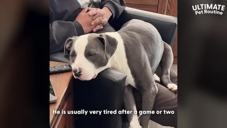 Blind Pennsylvania Dog Needed Help Knowing What Came Next, Then His Family Invented A Game He Could Play Without Sight
