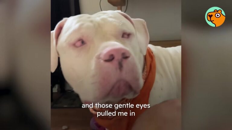 New Jersey Couple Drives To Pick Up A Blind And Deaf Senior Dog, Unsure If They Can Handle His Special Needs