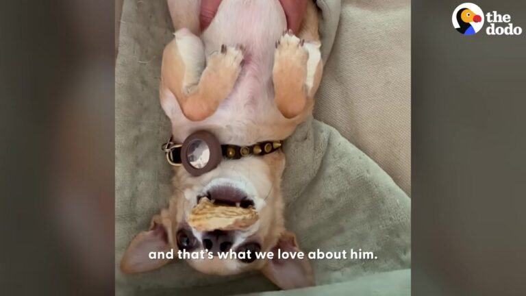 California Chihuahua Takes His Daily Job Very Seriously, And His Fierce Routine Has A Hilarious Twist