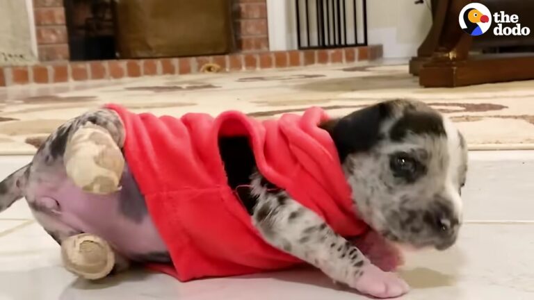 Texas ER Worker Fights For A Micro-Sized Puppy, Never Expecting The Beautiful Turn Her Story Would Take