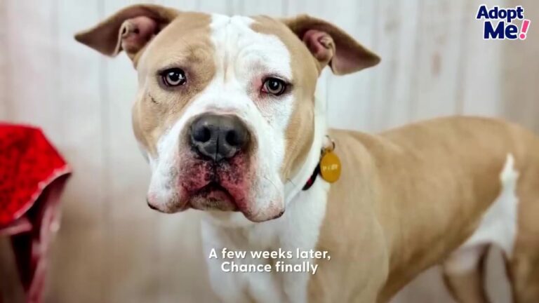 Terrified Missouri Pit Bull Wandered Alone For Weeks Before Crying At A Stranger’s Door