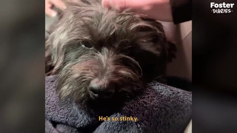 California Dog Completely Frozen In Fear Discovers A Box Of Toys That Changes His Entire World
