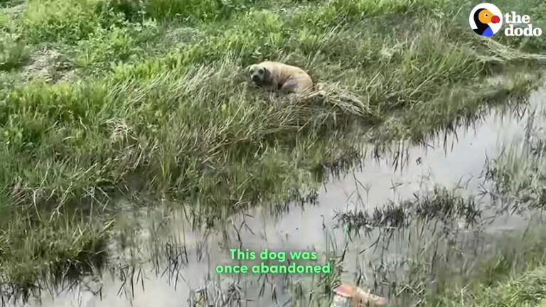 Abandoned Texas Dog Lies Alone In The Rain, But When Four People Arrive He Does The Opposite Of What They Expect