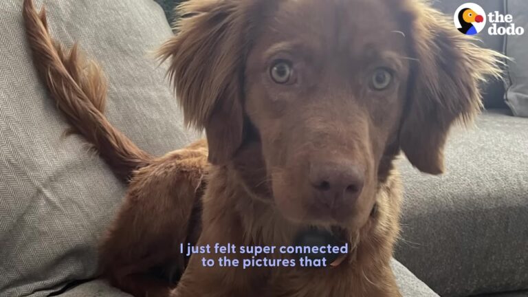 Heartbroken Dog Wandered Across A Massive Texas Property, Too Afraid To Step Outside