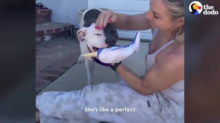 Hopeful California Dog Waits In Her Kennel As Her Last Day At The Shelter Approaches