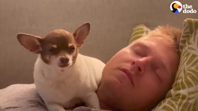 California Couple Adopts A Chihuahua Twice His Normal Size, And His Weight Loss Journey Reveals A Stunning Surprise