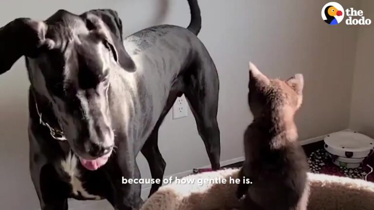 Heartbroken California Giant Dog Waits Outside The Kitten Room For Days After His Tiny Friend Leaves