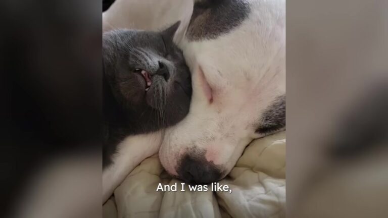 Michigan Woman Walks In On Her Pitbull And Senior Cat, Then Stops At What She Sees