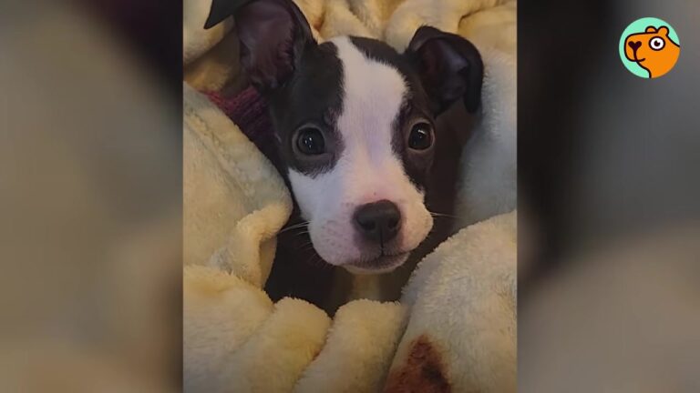 Pennsylvania Volunteer Rushes Out Of The Shower To Save A Shelter Puppy Thrown From A Car Before It’s Too Late