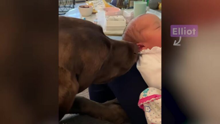 Georgia Family Welcomes A Baby Girl But Worries How Their Spoiled Firstborn Dog Will Handle The New Arrival