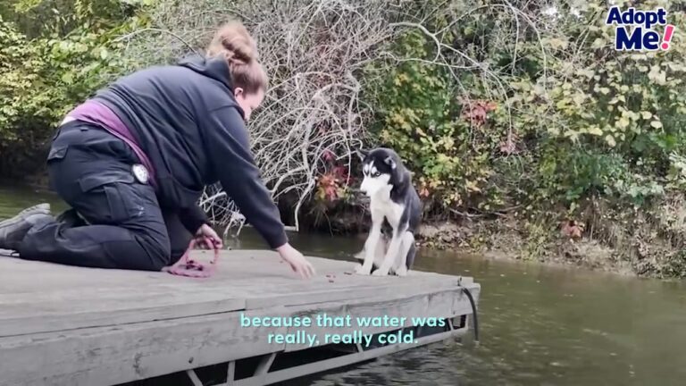Texas Rescuers Spot A Terrified Dog Trapped On A Dock, Then One Small Breakthrough Changes Everything