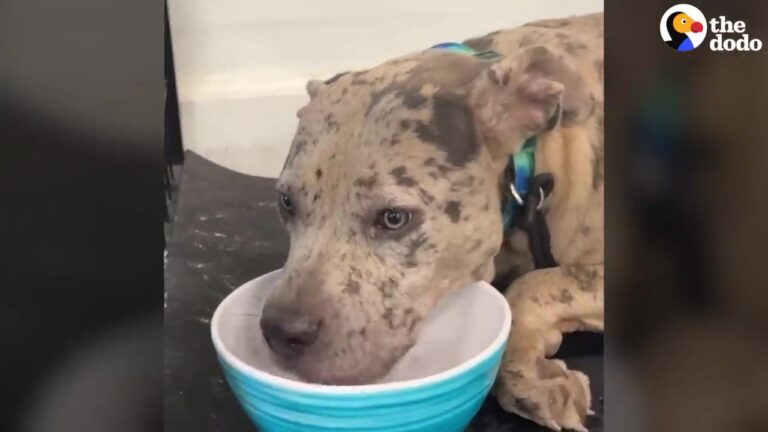 Arizona Dog Relies On A Neighbor For Food, But His Owner’s Reason For Not Feeding Him Raises Questions