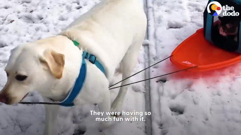 Playful Michigan Dog Finds A Unique Way To Bond With His Cat Brother, Turning Everyday Hallways Into Joyrides