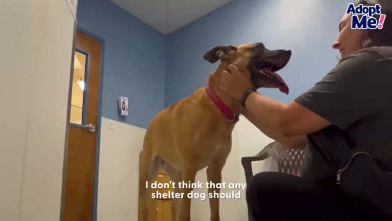 Pennsylvania Shelter Dog Gets A Giant Unicorn From Her Favorite Volunteer, And Her Reaction Says It All