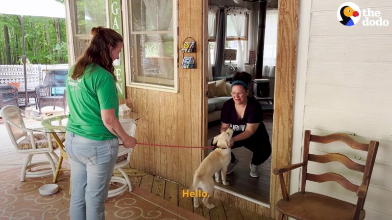 Texas Dog Surrendered With Medical Issues Finds The Perfect Foster Mom Who Truly Understands Her Fight