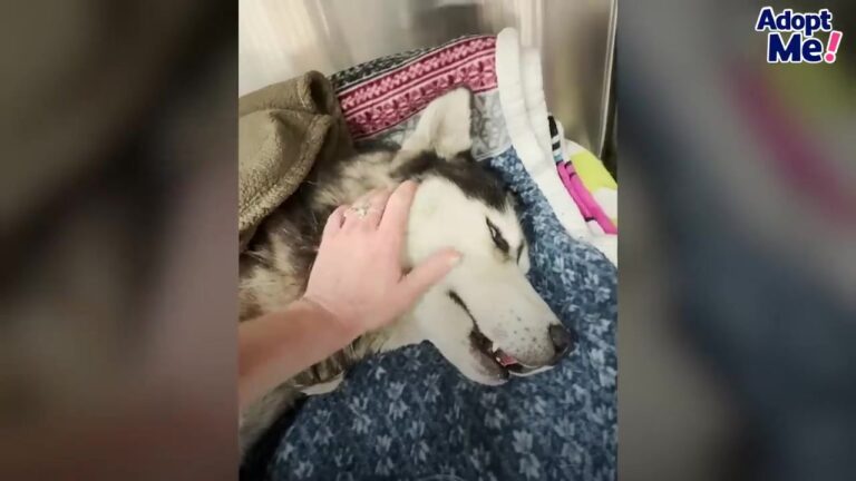 Texas Rescuer Finds Husky Motionless On A Stranger’s Lawn And Learns What Happened To Him