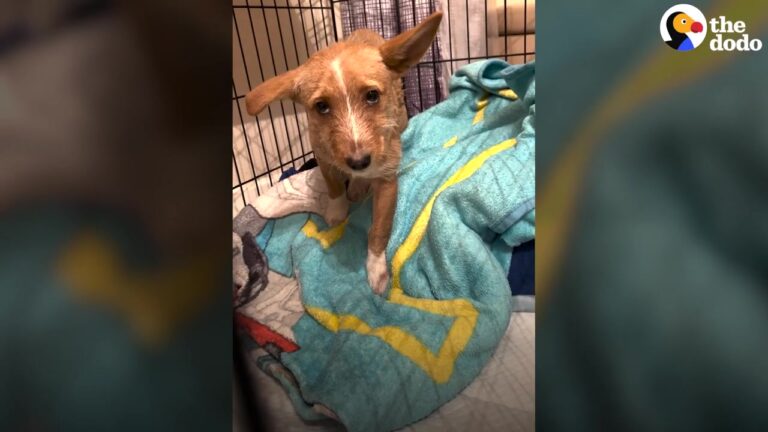 Texas Dog Had Never Known Human Touch Until One Small Breakthrough Changed His Entire World