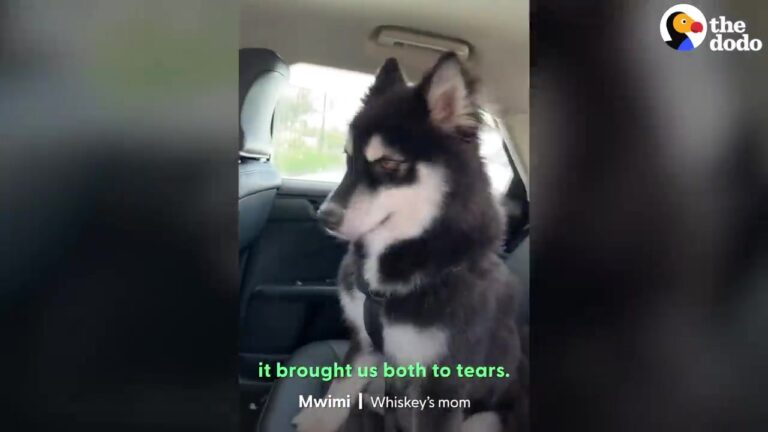 California Rescuers Find A Husky Who Barely Looks Like Himself, And His Coat Reveals Just How Much Help He Needs